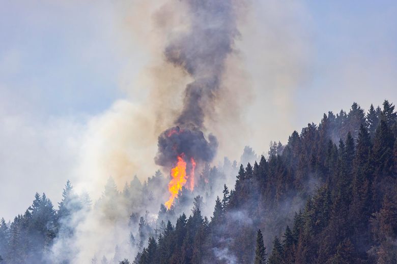 Flames shoot up from a forested hillside.