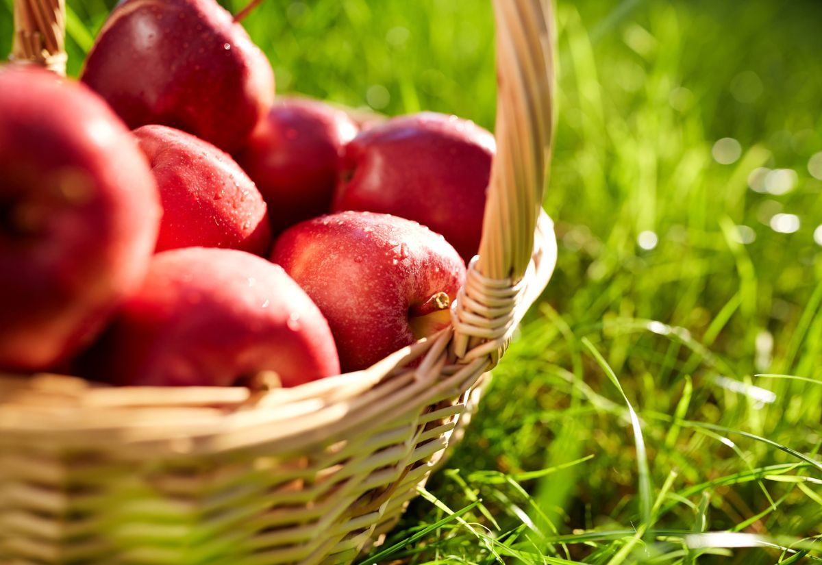 Why heritage apples are suddenly the hottest fruit this fall | The