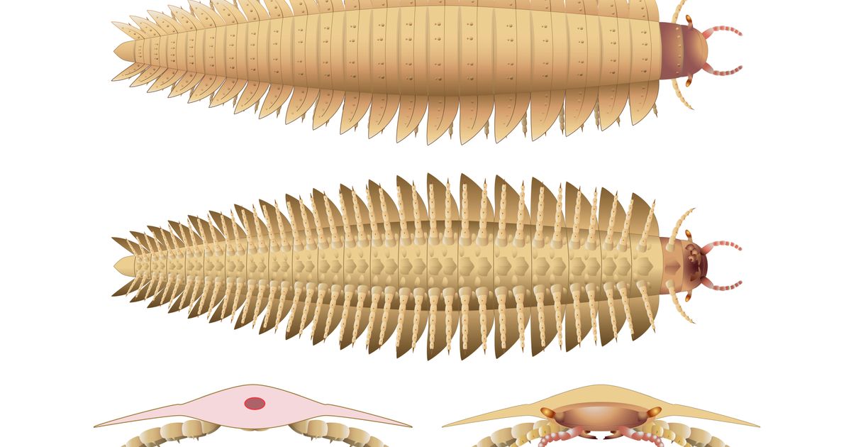 Scientists now know what the head of the biggest bug to ever crawl the Earth looked like