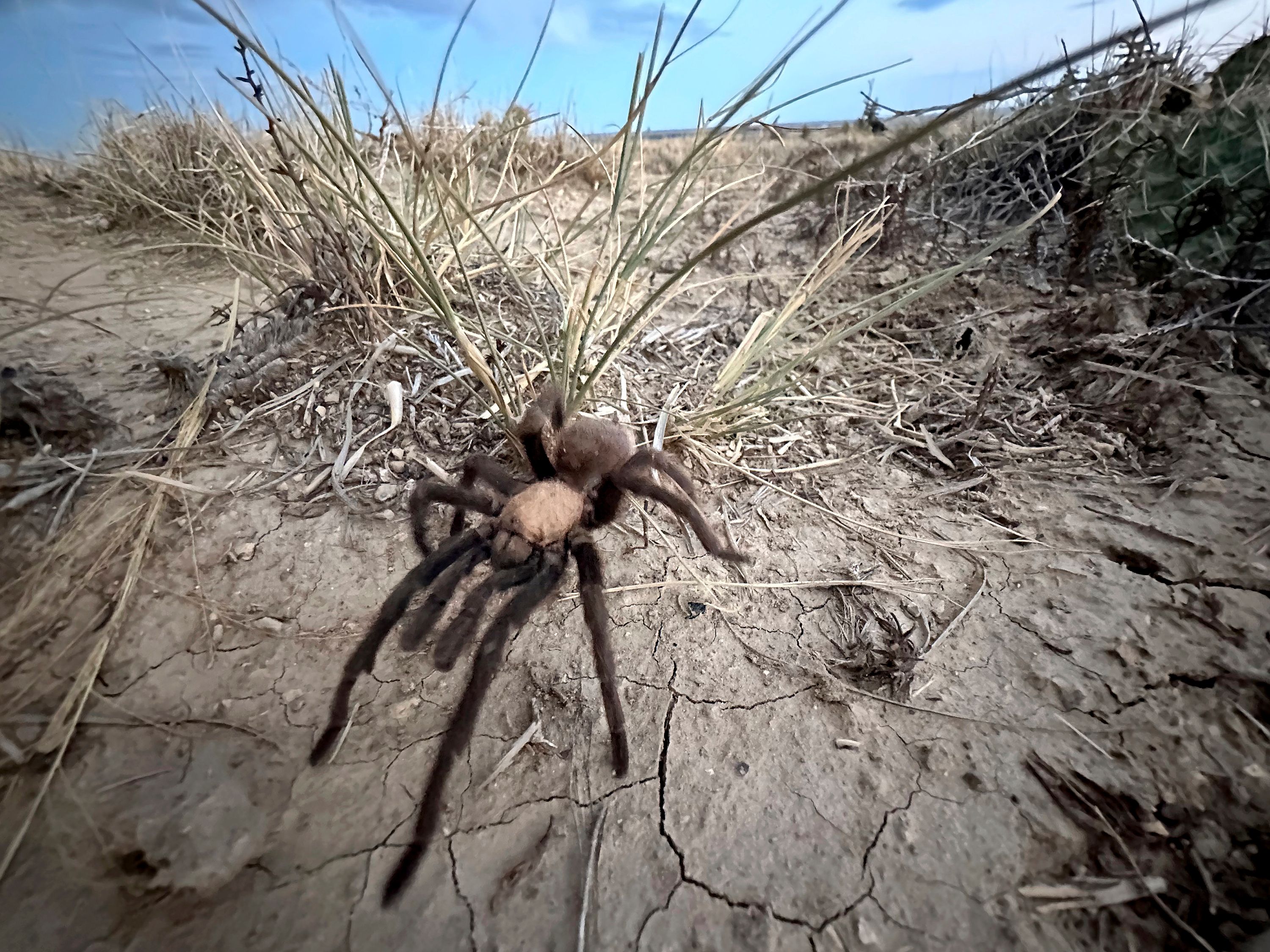 Spider lovers scurry to Colorado town in search of mating