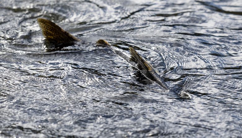 Лосось плавает в водах нижней реки Элуа в сентябре недалеко от Порт-Анджелеса. (Ник Уагнер / Seattle Times)