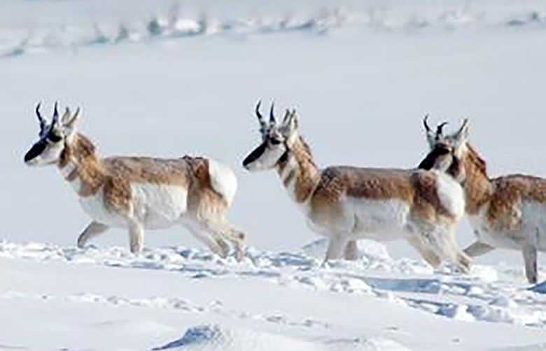 Pronghorn antelope move through deep snow in the Gunnison Basin in mid-January 2008. CPW is planning to cut the number of hunting licenses it issues in northwestern Colorado by more than 40% due to thousands of elk, deer and pronghorn antelope migrating out of the area to look for food or starving to death. (Denver Post file/TNS) 126765024W 126765024W