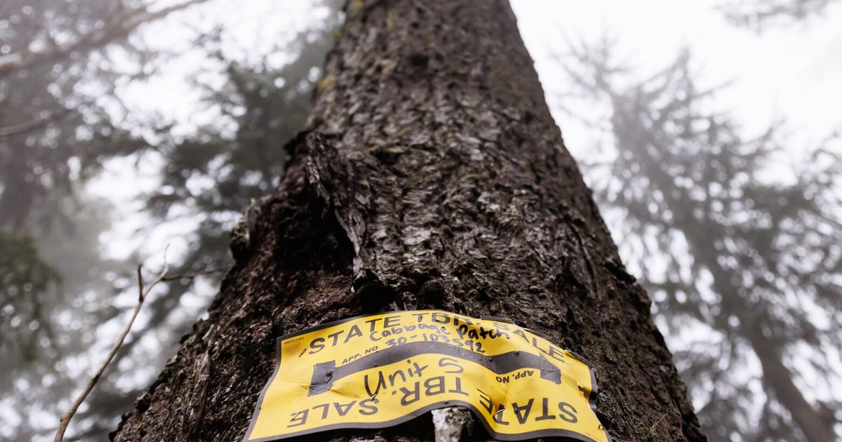 Election Day timber sales could test incoming WA lands commissioner Upthegrove