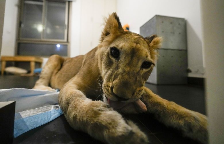Sara the lion cub plays in an apartment where she was sheltered by the rescue group Animals Lebanon in Beirut, Lebanon, Monday, Nov. 11, 2024. (AP Photo/Hassan Ammar) HAS501 HAS501