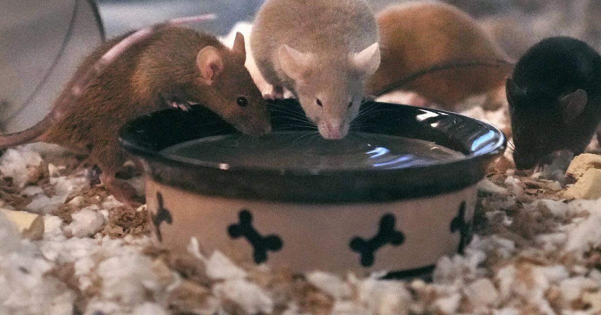 New Hampshire shelter faces enormouse problem after man surrenders