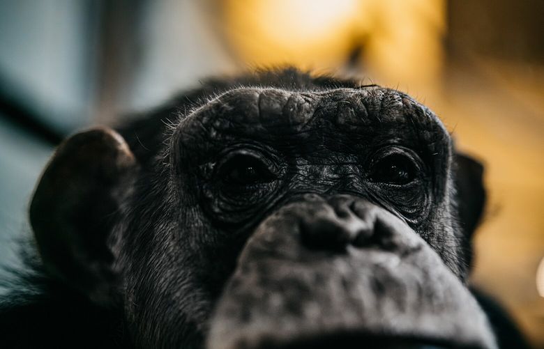 The chimpanzee Zachary looks out the glass where he and other special chimps are housed at Lincoln Park Zoo in Chicago, Sept. 24, 2024. Captive chimpanzees were not protected by the Endangered Species Act until 2015, and even now, there is no blanket federal prohibition on private citizens owning chimps or raising them as pets and performers. (Jamie Kelter Davis/The New York Times) XNYT0435 XNYT0435