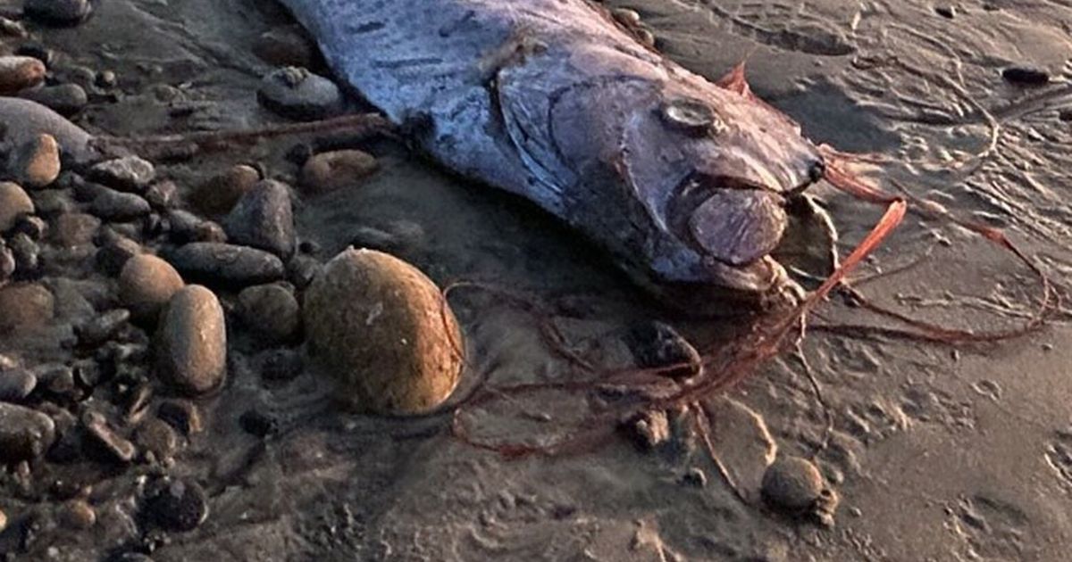 She went for a walk on the beach and found a rare ‘doomsday fish’ | The ...