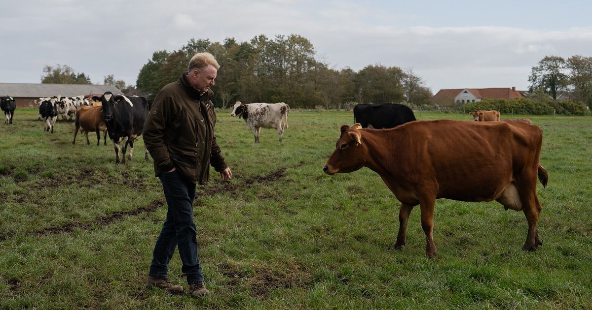 Taxing farm animals’ farts and burps? Denmark gives it a try