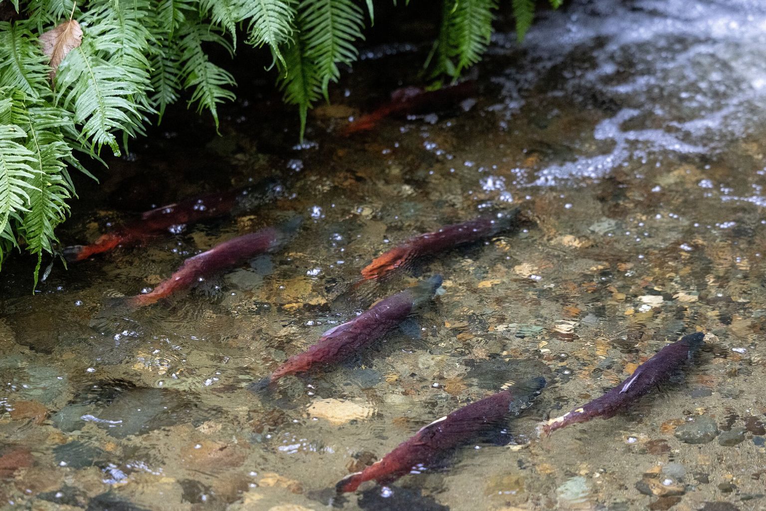 11272024_NW_kokanee_163802 image
