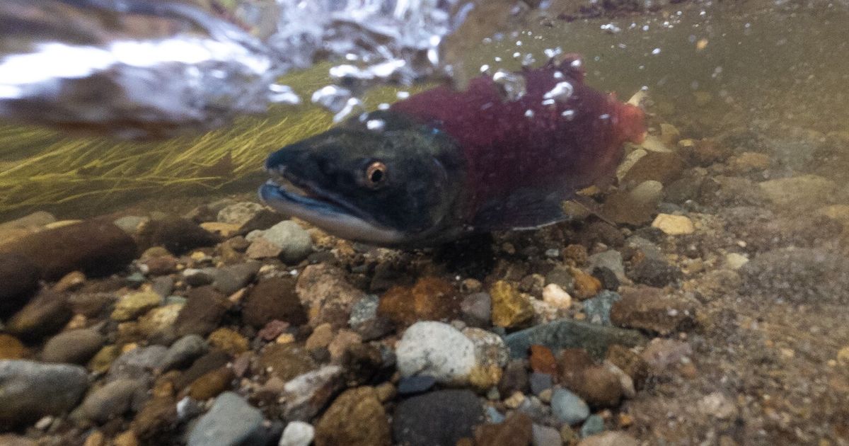 2024 saw some good news for Pacific Northwest salmon