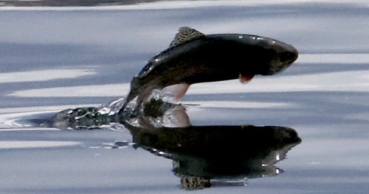 Thousands of fish headed to Thurston County lake lost when truck flips