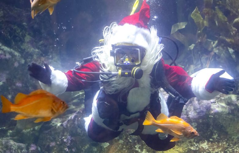 Diving Santa greets visitors at the Seattle Aquarium located at 1483 Alaskan Way, Pier 59, in Seattle Friday, November 29, 2024.
Santa will be diving in the 120,000-gallon Window on Washington Waters habitat on Saturdays and Sundays from November 30 to December 22 at 11:30 a.m. and 2:30 p.m. Visitors are invited to bring their cameras and take pictures with Diving Santa.
When not in the water, Santa will be at the viewing window near the left side of Window on Washington Waters every Saturday and Sunday from November 30th –December 22nd.. A professional photo of visitors and Santa will be available for purchase. 228620