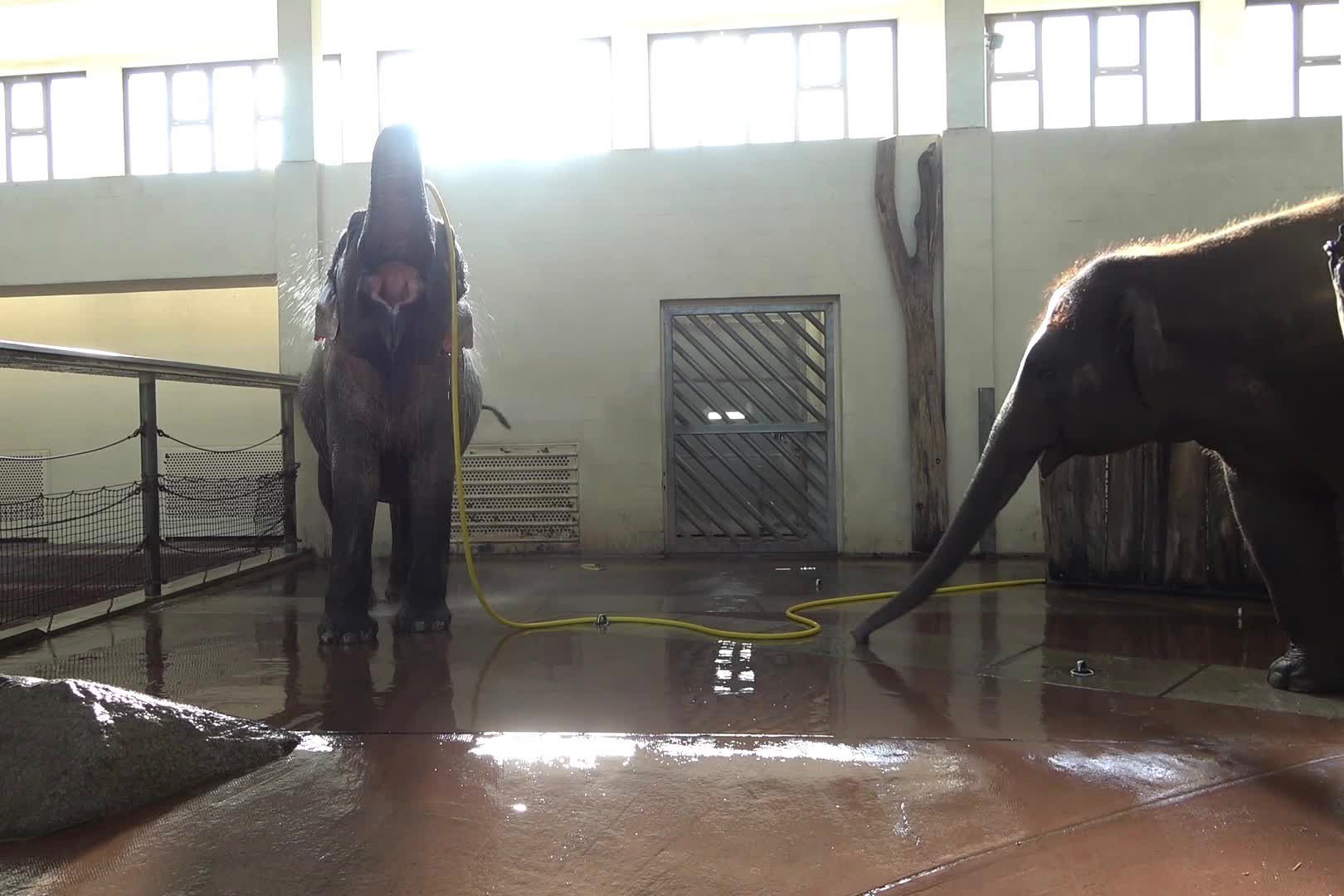 This elephant uses a hose to give herself a shower every day | The