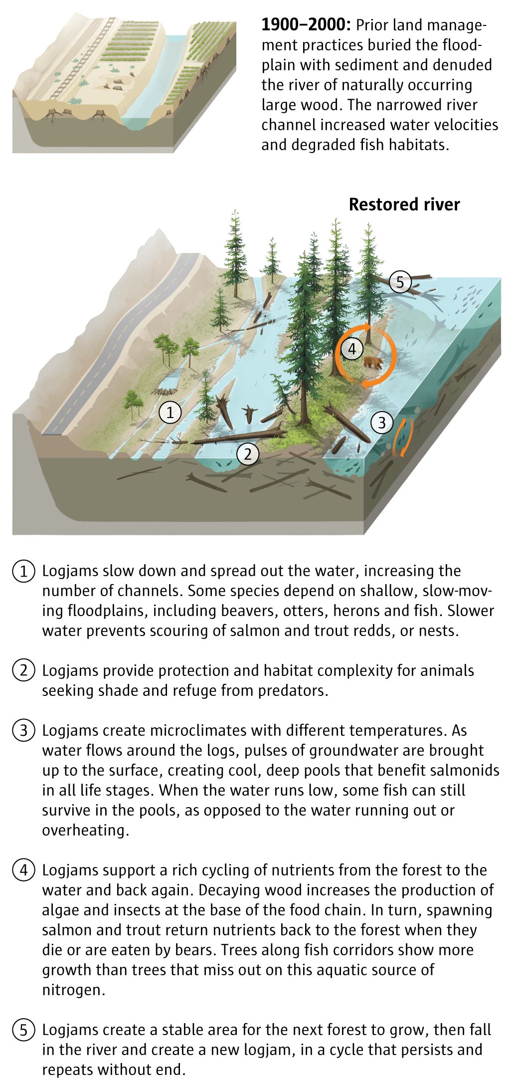 The power of a logjam: A vision of the Northwest’s rivers of old | The ...