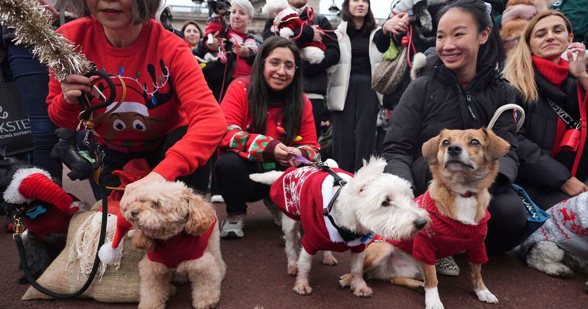 Pooches in pullovers strut their stuff at London’s canine Christmas sweater parade