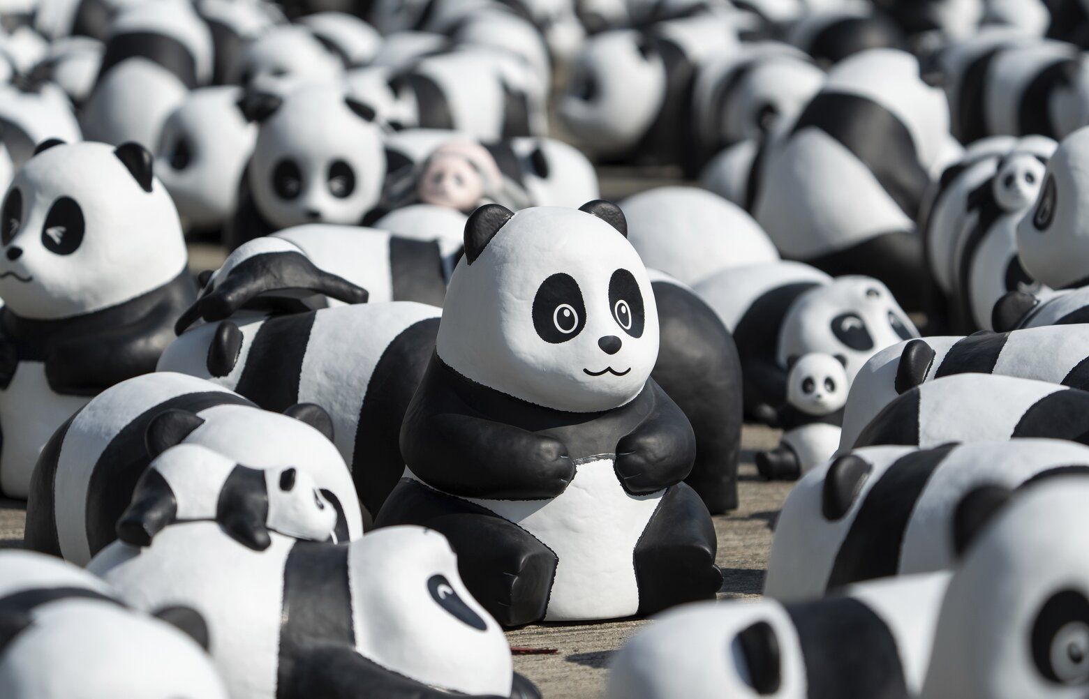 Pandas in the Cherry Orchard 347pcs村上隆 Amazon.co.jp: 村上隆 パズル Pandas in the Cherry Orchard : おもちゃ