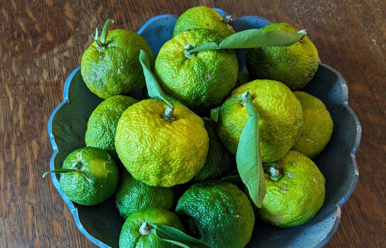 Yuzu often are harvested before full ripening, with a mottled green and gold rind. They will continue ripening once picked.