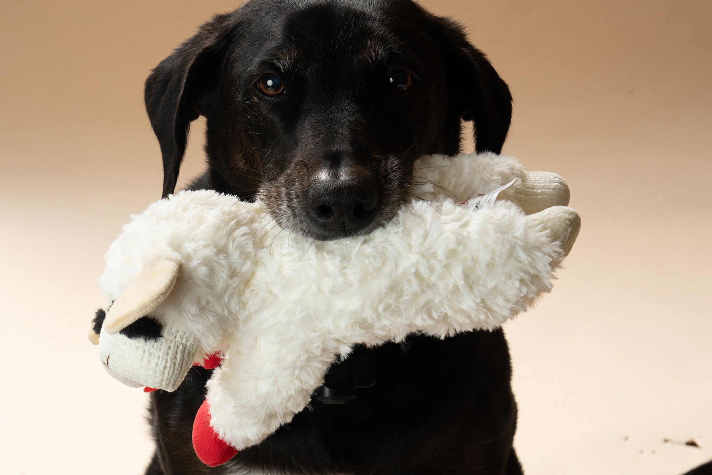 Meet Lamb Chop, America's hottest dog toy | The Seattle Times