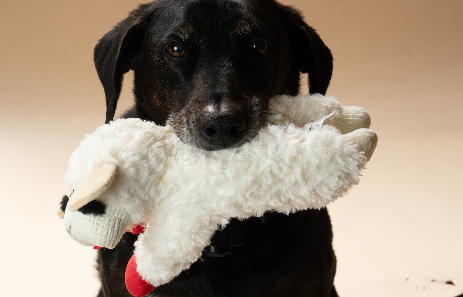 Meet Lamb Chop, Americas Hottest Dog Toy