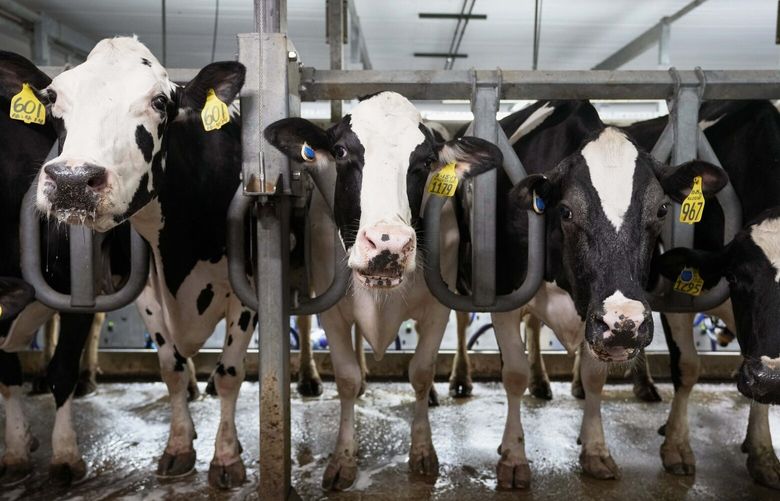 FILE – Cows stand in the milking parlor of a dairy farm in New Vienna, Iowa, on Monday, July 24, 2023. (AP Photo/Charlie Neibergall, File) nydd204 nydd204