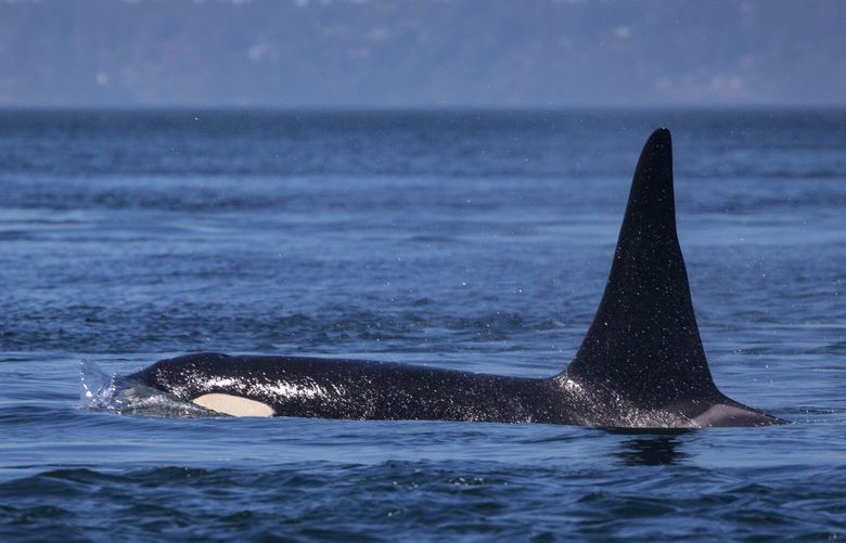 Friday, July 13, 2018.  A southern resident Killer Whale cruising off of San Juan Island’s west side. 