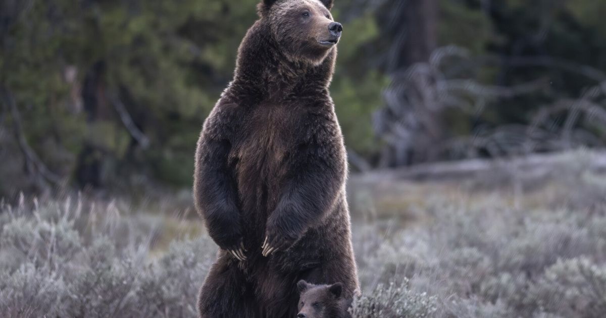 New approach to Rocky Mountain grizzlies sought ahead of the second ...