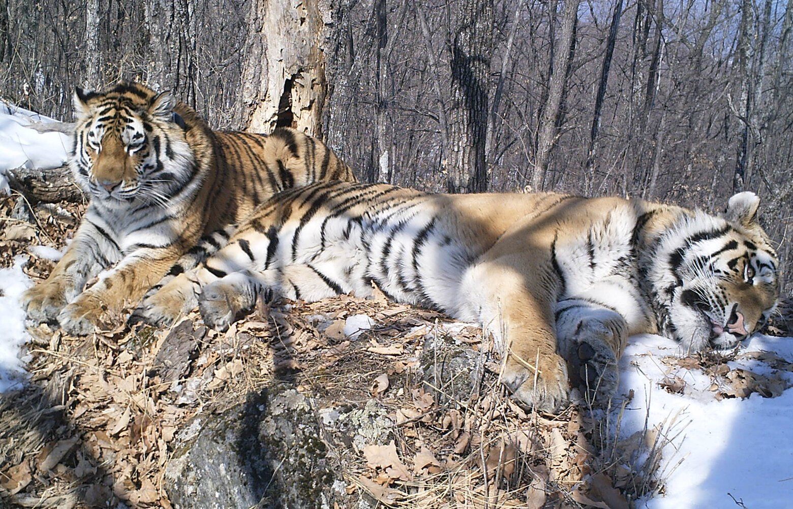 120 Miles of Russian Forest Couldn't Keep These Two Tigers Apart