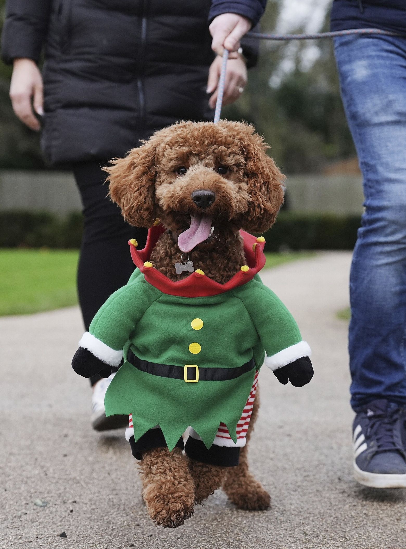Irish goldendoodle spreads holiday cheer in elf costume | The Seattle Times