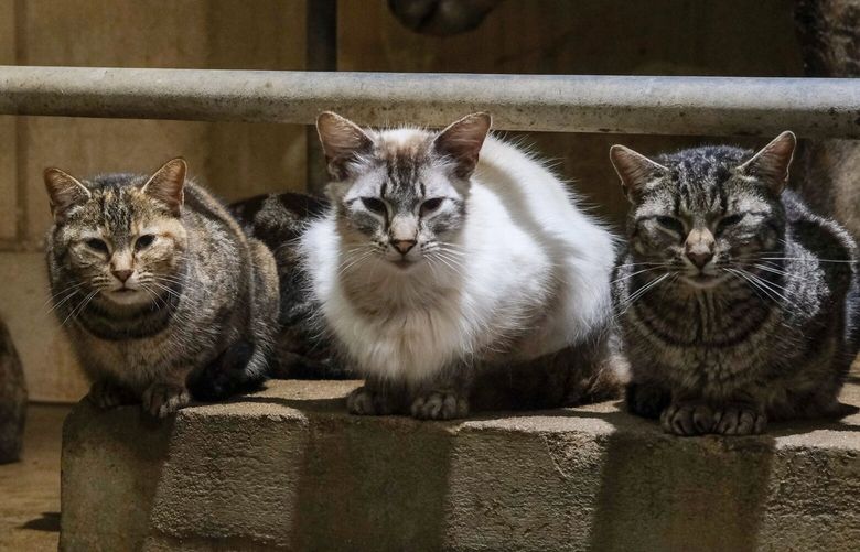 FILE – Cats sit on steps at Grazing Plains Farm in Newton, Kan., May 6, 2024. A new study highlights the need for public health officials to ramp up bird flu surveillance in our feline companions. (Arin Yoon/The New York Times) XNYT0928 XNYT0928