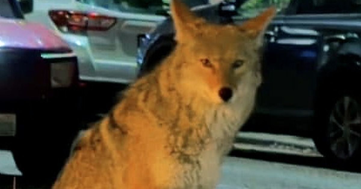 Have you seen the Capitol Hill coyote? You’re not alone