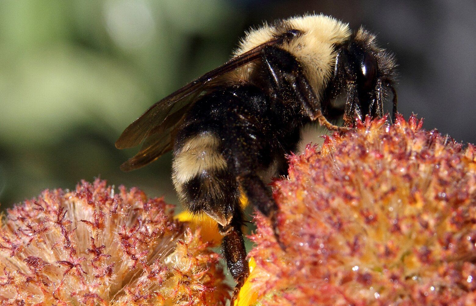 Feds consider parasitic bumble bee for endangered species list