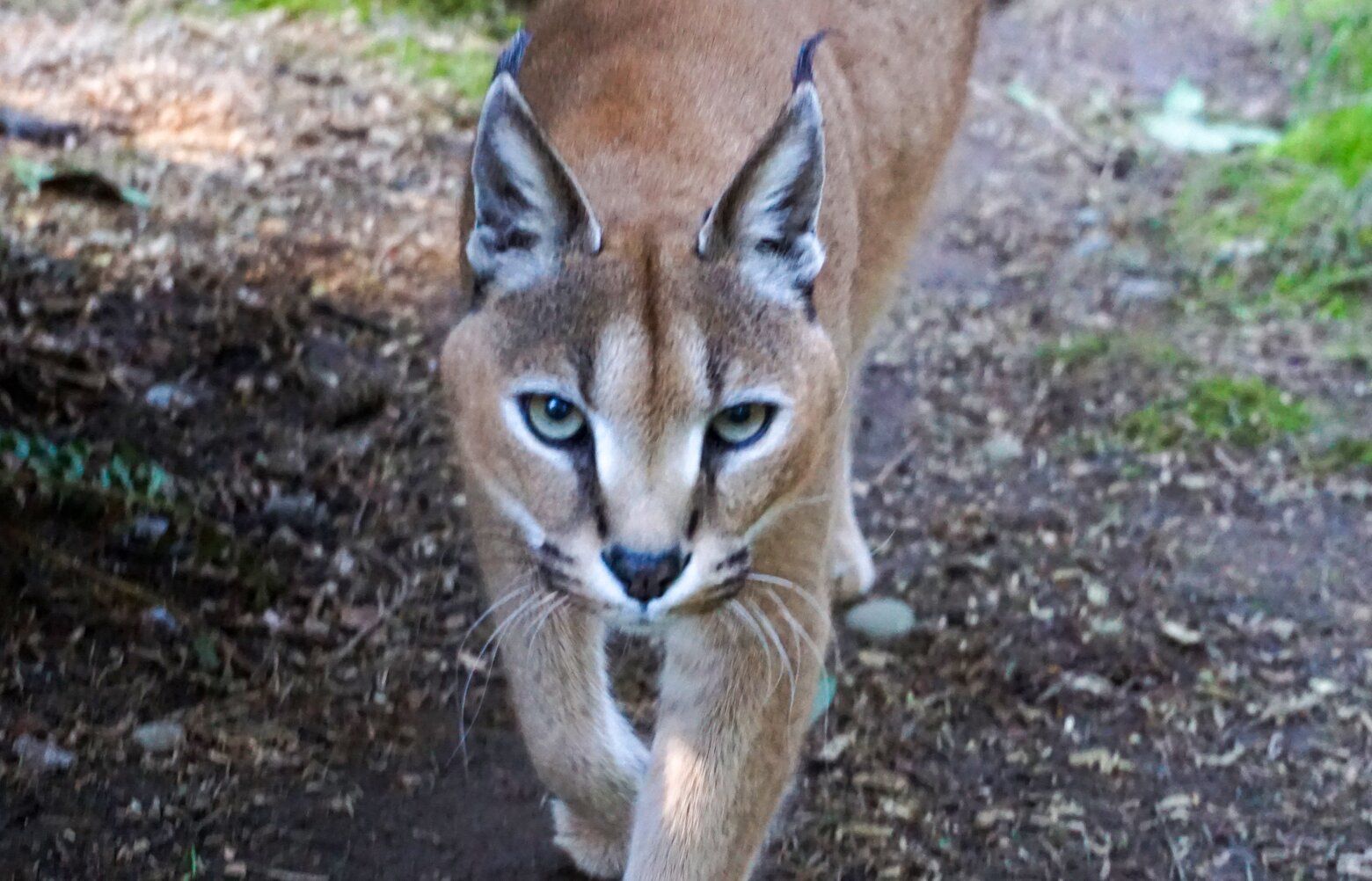 Wild Animal Sanctuary Big Cat Reserve Near Me Clearance Big Cat