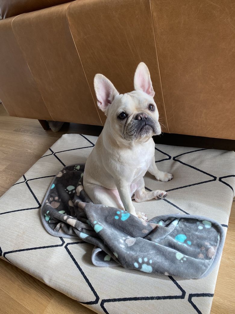 Henley, a French bulldog, was born with lots of spirit. He particularly loved chasing after balls and his best friend, Wiley. His owners buried him at the Seattle-Tacoma Pet Cemetery in 2022. (courtesy of Frank Guo)