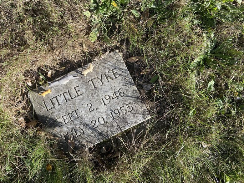 Little Tyke, a famous vegetarian lion from Auburn known for her gentle personality, was buried at the Seattle-Tacoma Pet Cemetery decades ago and is one of its most well-known decedents. (Elise Takahama / The Seattle Times)