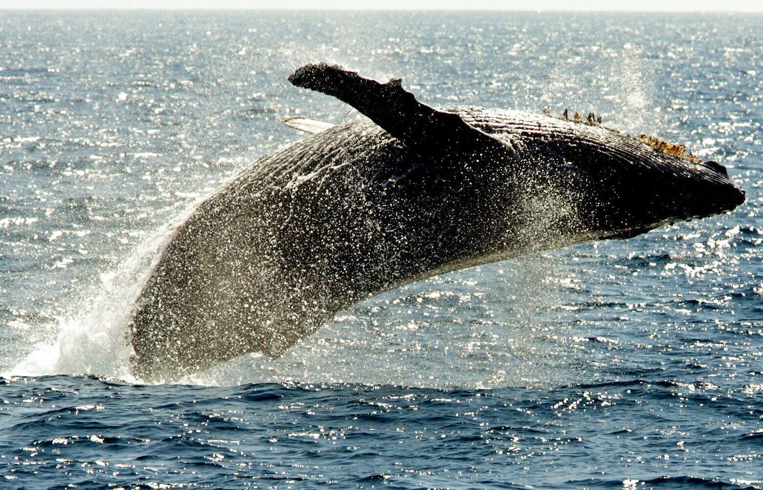 Drones record hundreds of whales in Pacific, revealing novel insights, study finds