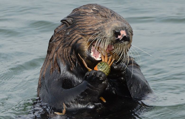Sea otters are eating thousands of invasive green crabs at Elkhorn Slough, a reserve in Monterey County, California, according to a recent study. MUST CREDIT: Michael Yang