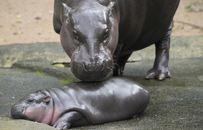 FILE -Two-month-old baby hippo Moo Deng and her mother Jona are seen at the Khao Kheow Open Zoo in Chonburi province, Thailand, Sept. 19, 2024. (AP Photo/Sakchai Lalit, File) YEOGT101 YEOGT101