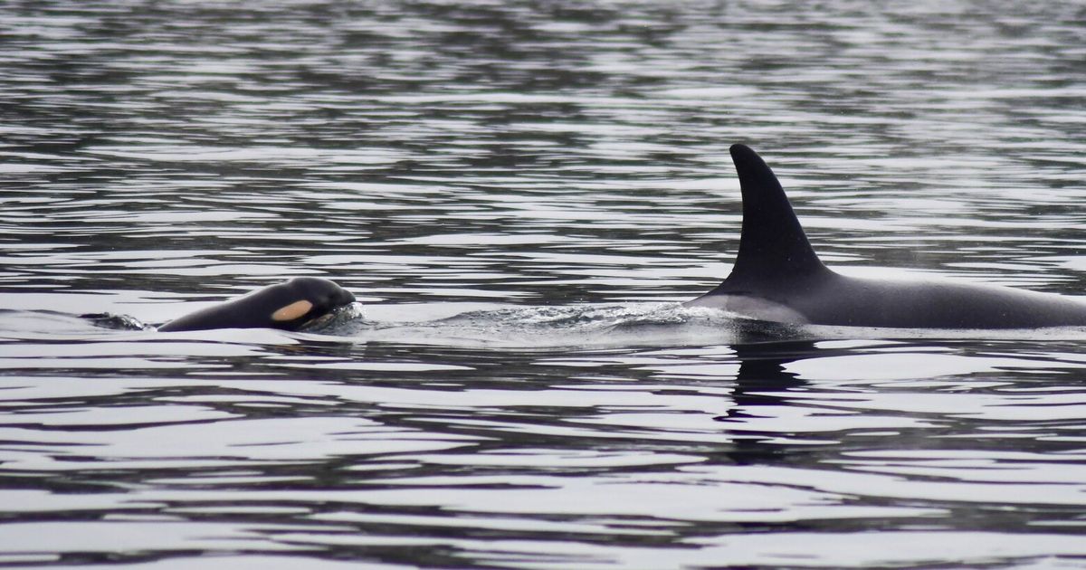 Orca Tahlequah’s new baby dies