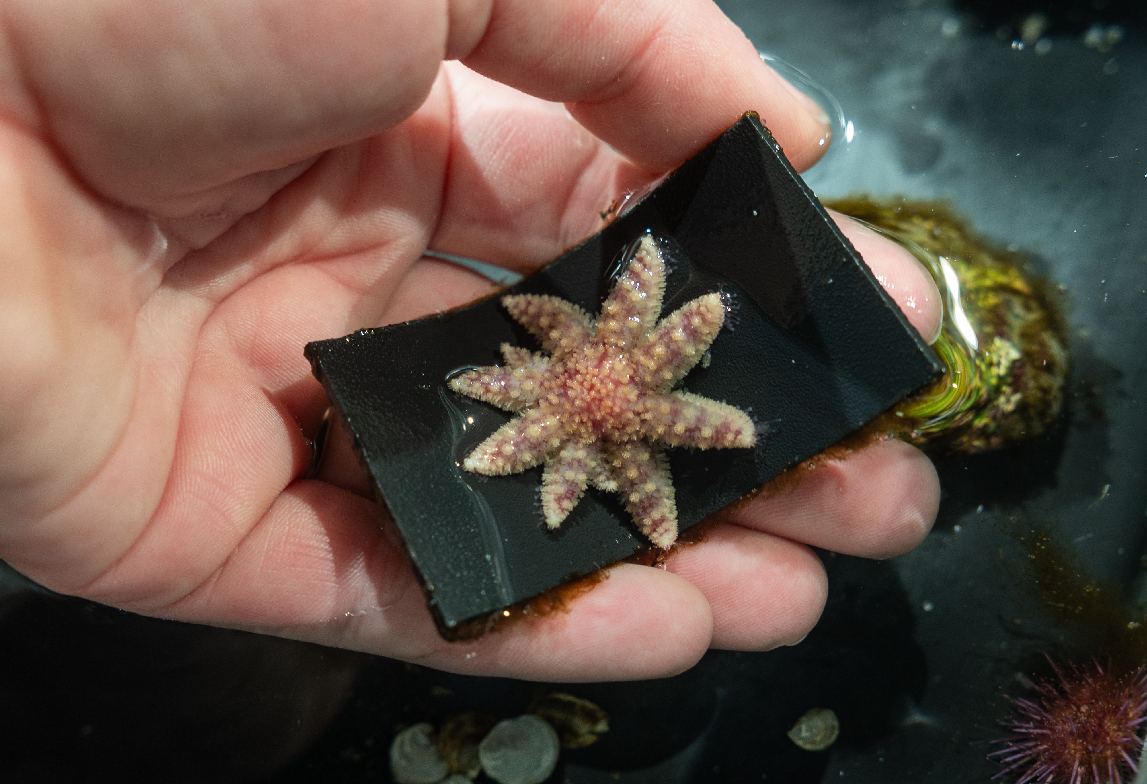 How do you grow an endangered starfish? Bay Area scientists are finding out