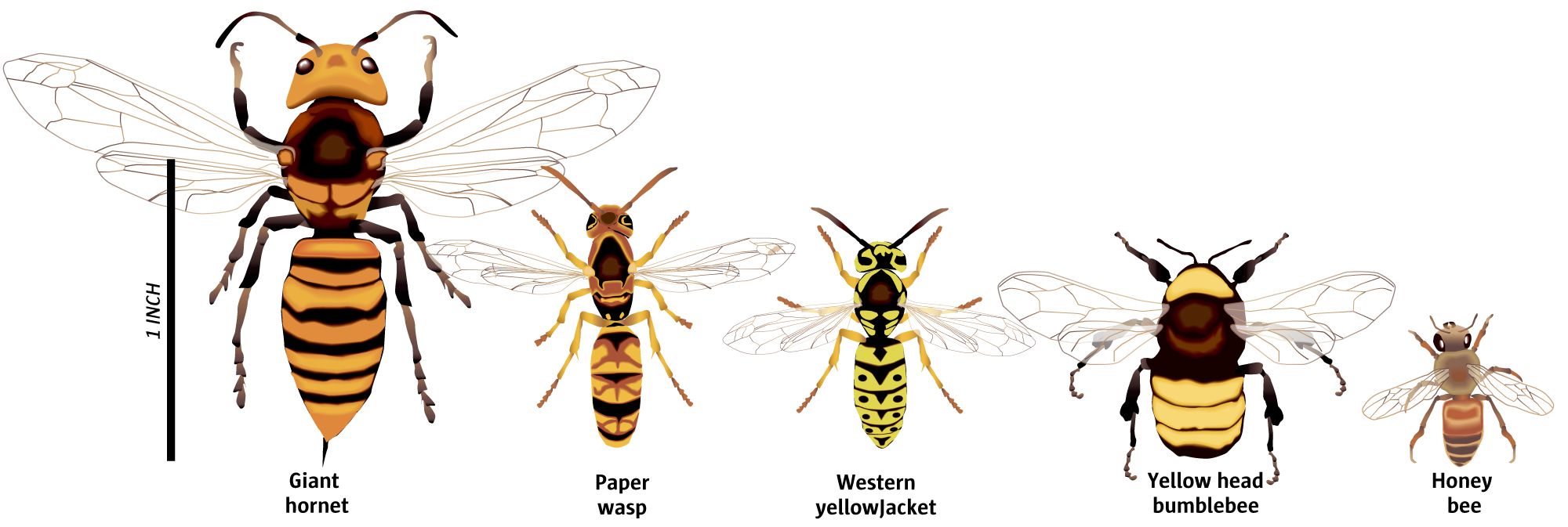 The 'murder hornet' has been eradicated from U.S., officials say