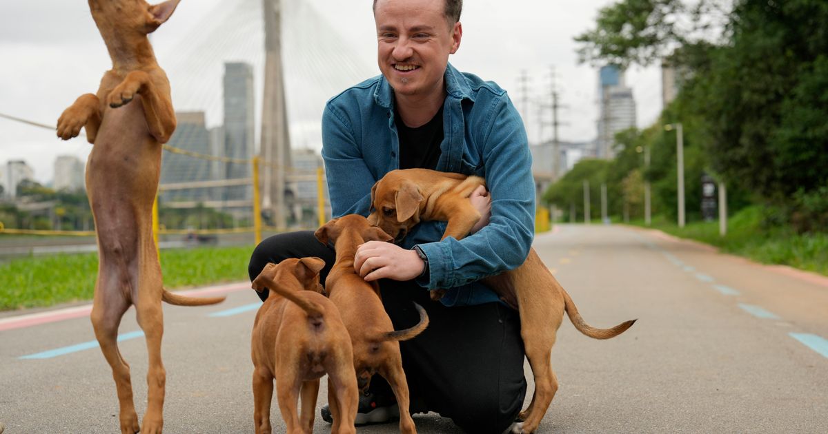 These Brazilian caramel-colored stray dogs were long overlooked. Now ...