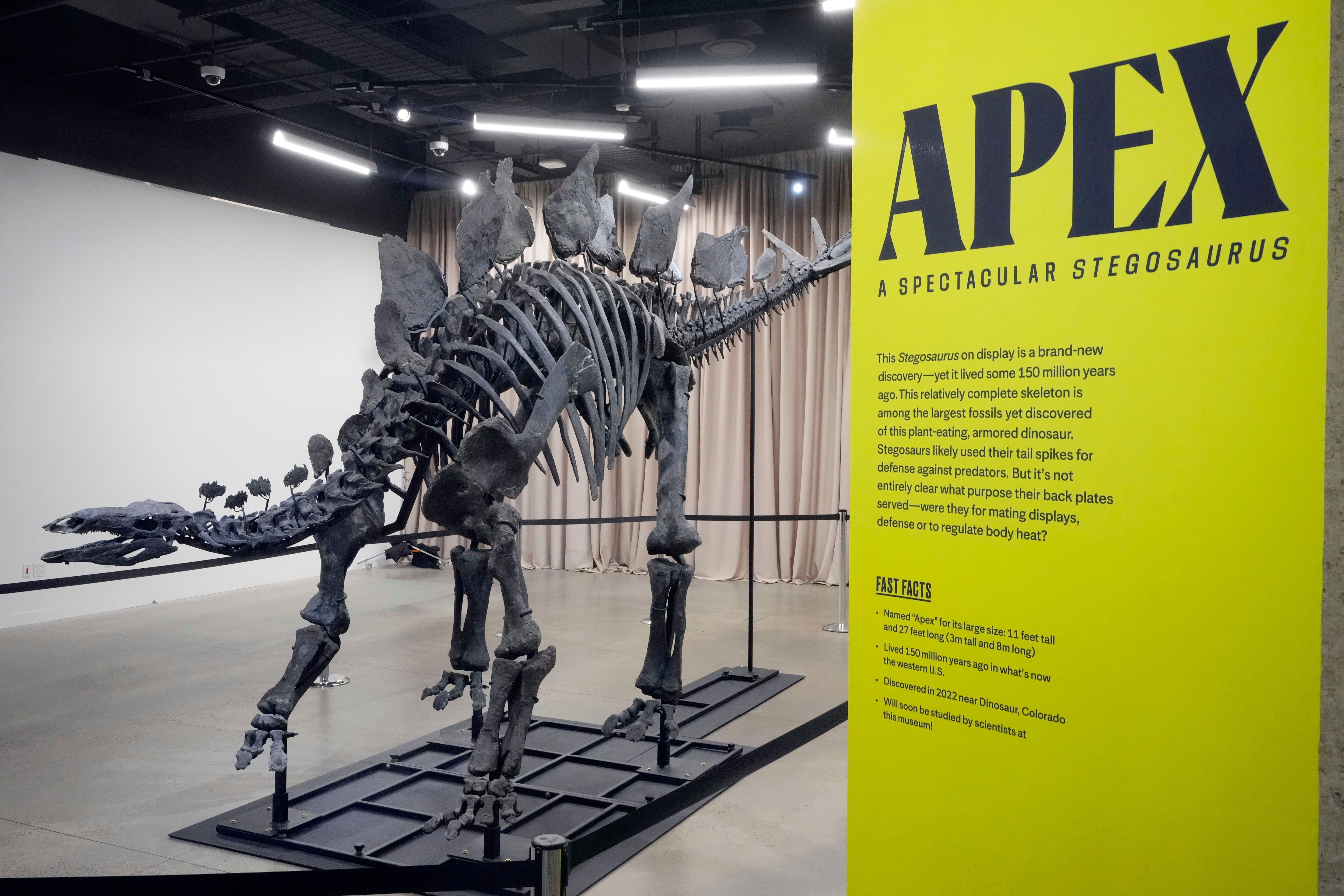 Apex the $45M stegosaurus is on display in New York. Here's what
