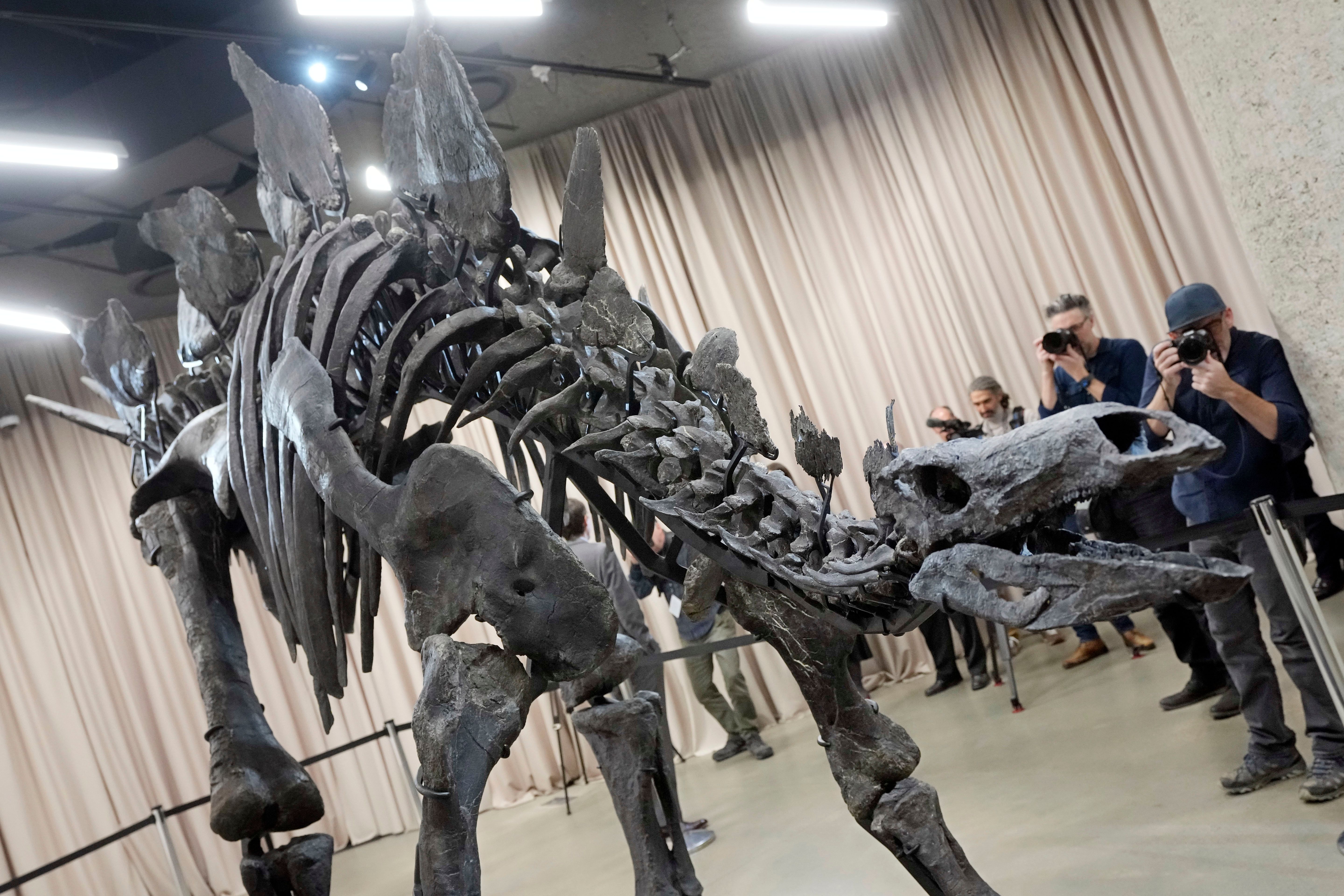 Apex the $45M stegosaurus is on display in New York. Here's what