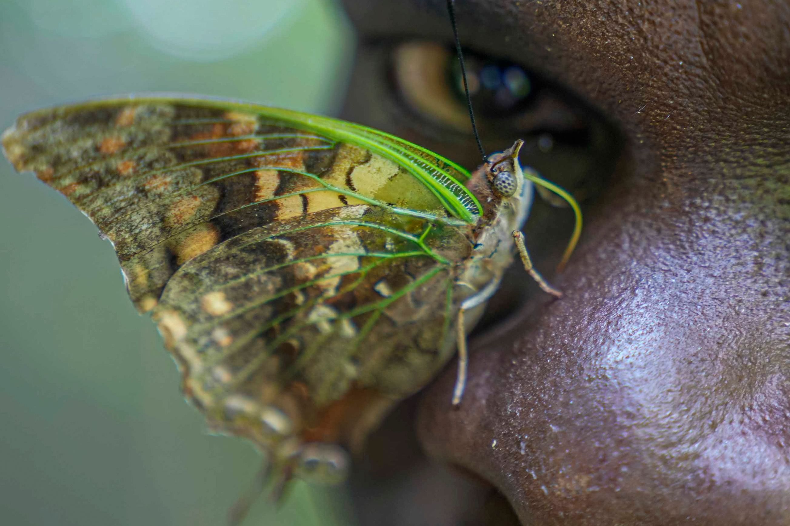A butterfly collector in Africa with more than 4.2 million seeks