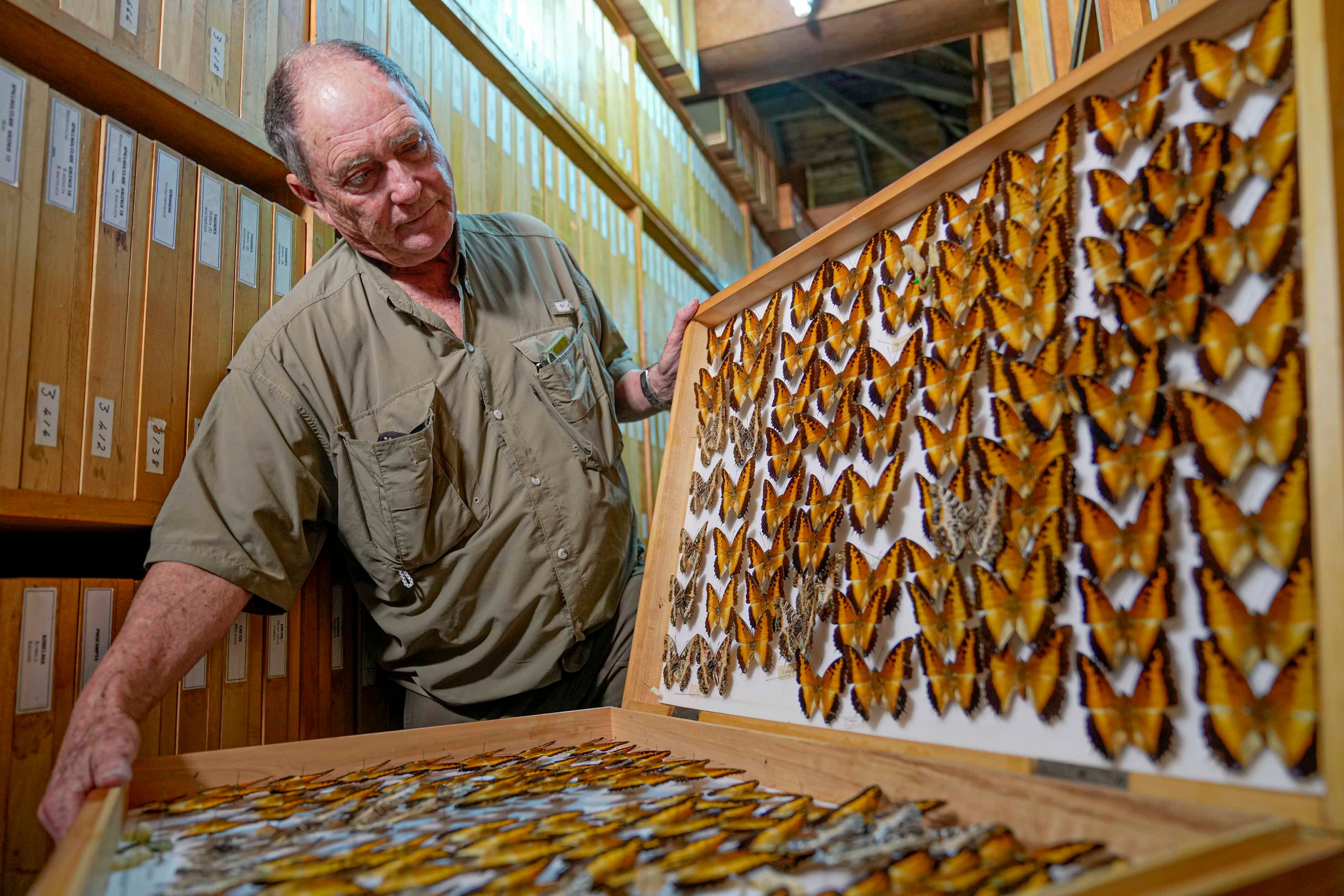 A butterfly collector in Africa with more than 4.2 million seeks