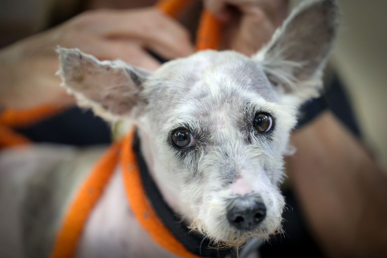 Fugitive Dog's Escapade