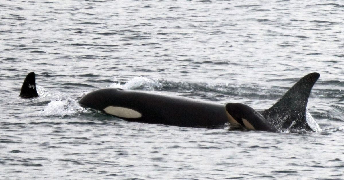 Mother orca Tahlequah once again carrying her dead calf