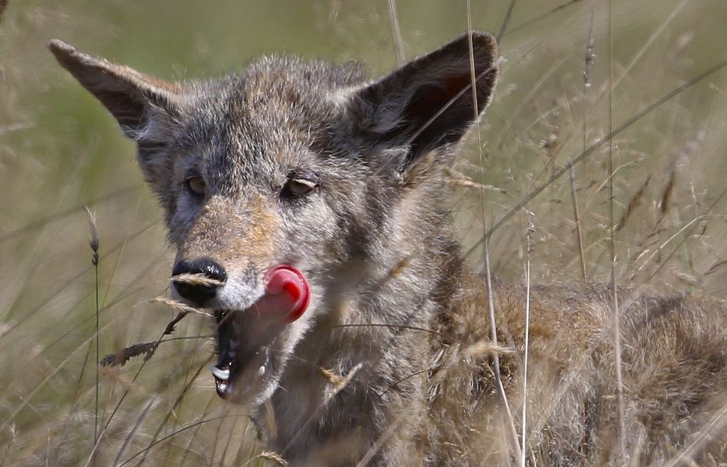 Coyote bites 5-year-old boy near Renton, tries to drag him