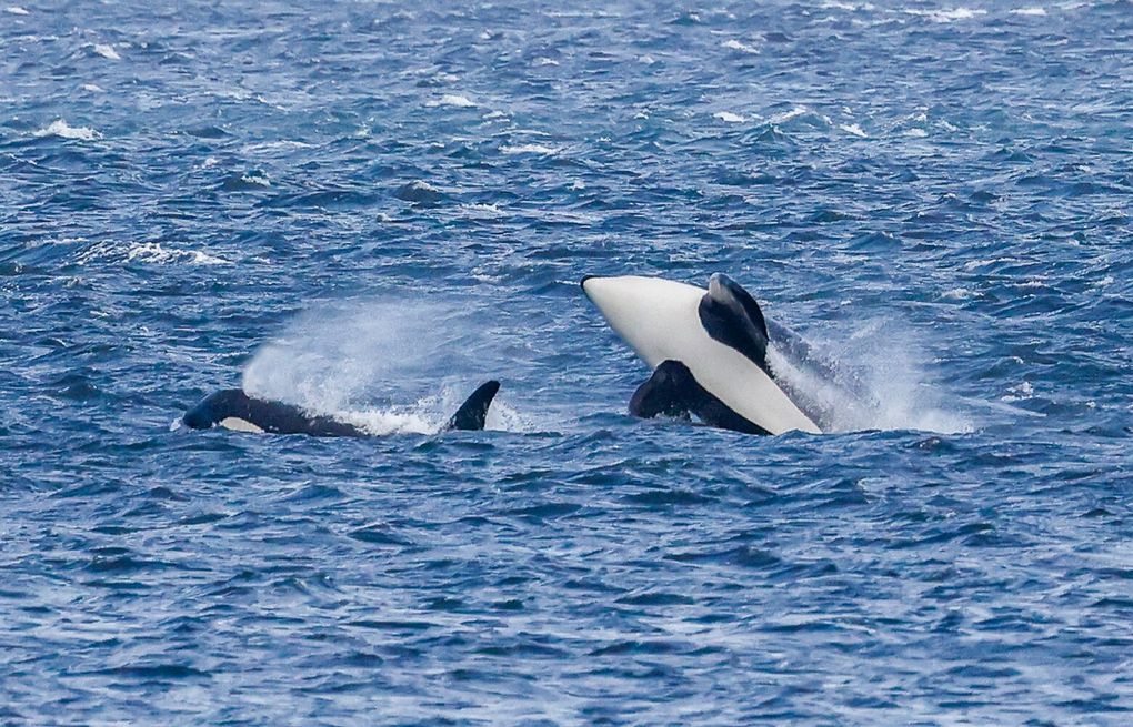 New WA law creates 1,000-yard boat buffer from southern resident orcas