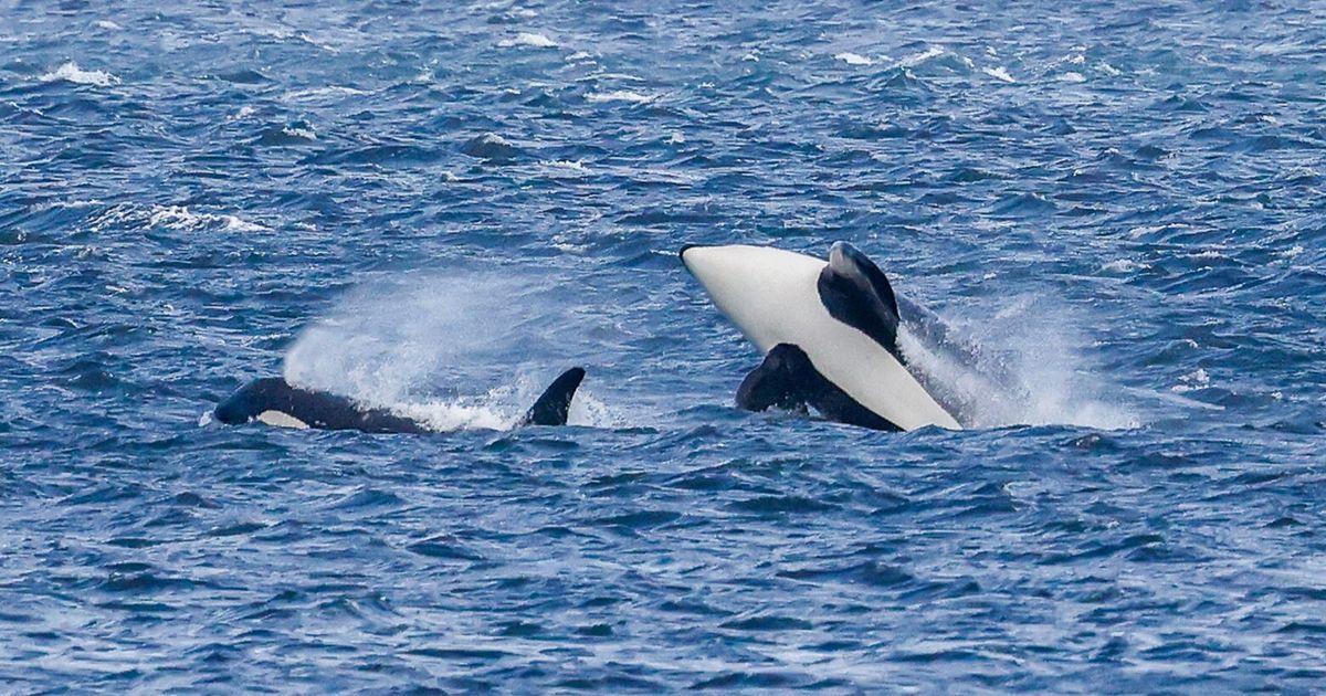 New WA law creates 1,000-yard boat buffer from southern resident orcas